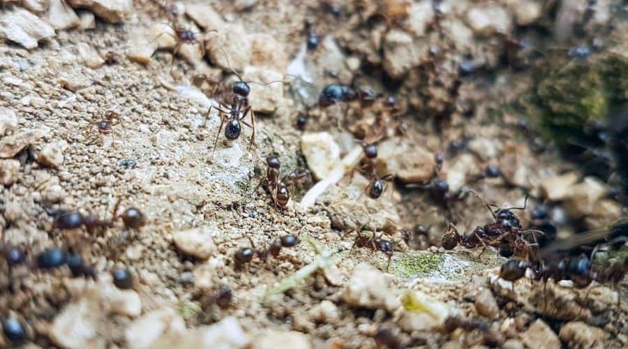 How To Kill Ants In Garden Soil