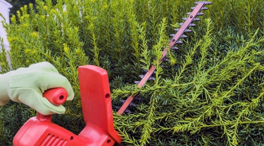 How To Trim Hedges With Electric Trimmer