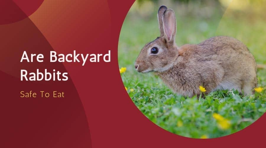 Are Backyard Rabbits Safe To Eat
