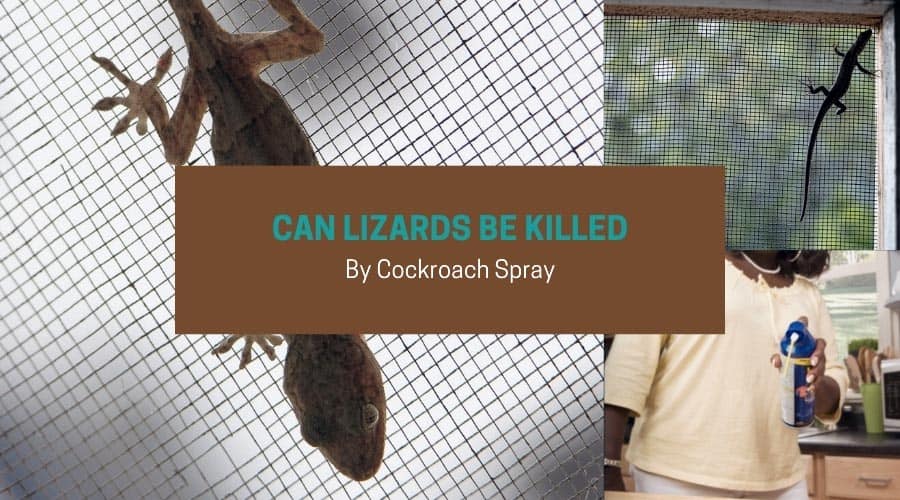 Can Lizards Be Killed By Cockroach Spray