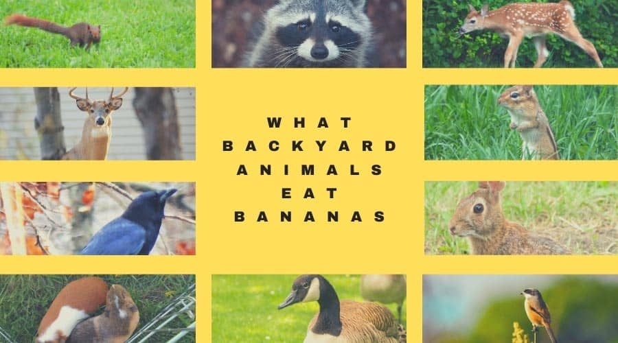 What Backyard Animals Eat Bananas