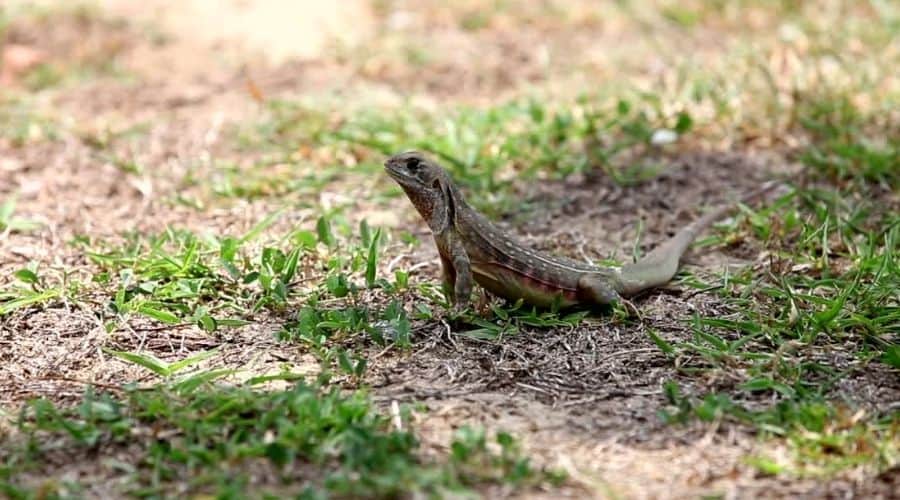 Are Backyard Lizards Dangerous