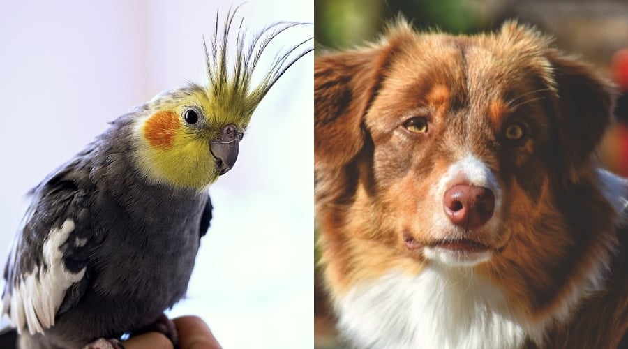 Are Birds Scared of Dogs