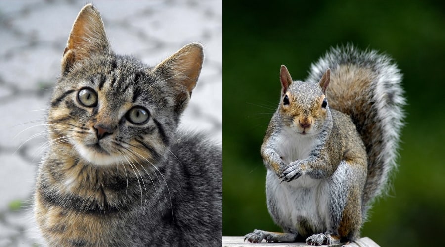 Are Squirrels Faster Than Cats