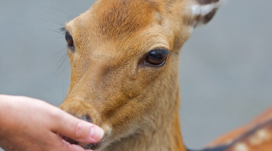 Can Deer Eat Dog Food