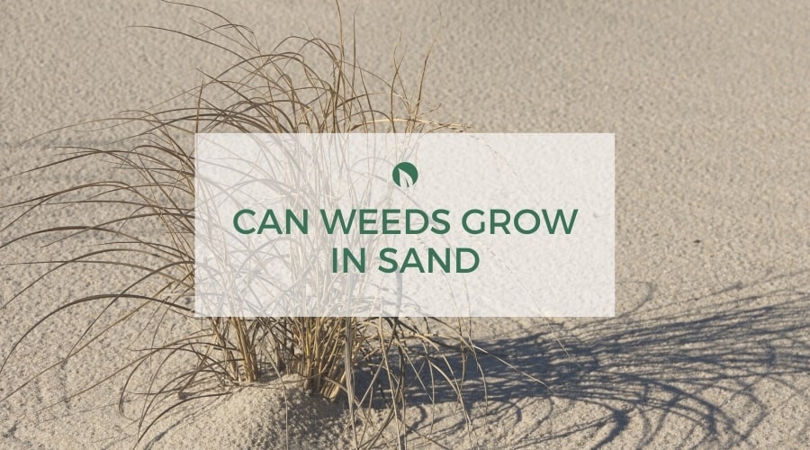 Will weeds grow through sand