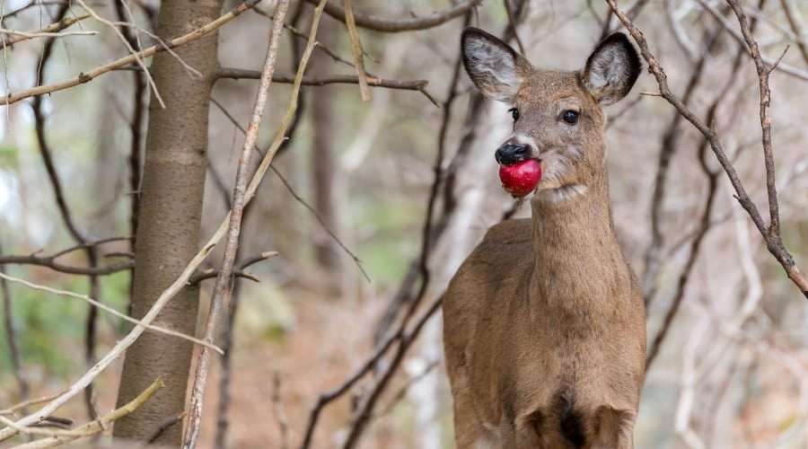 Do Deer Eat Apples