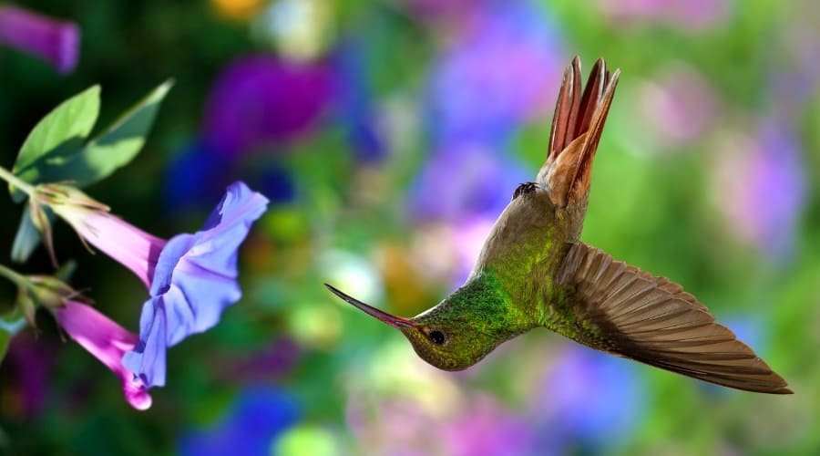 Do Hummingbirds Fly Upside Down