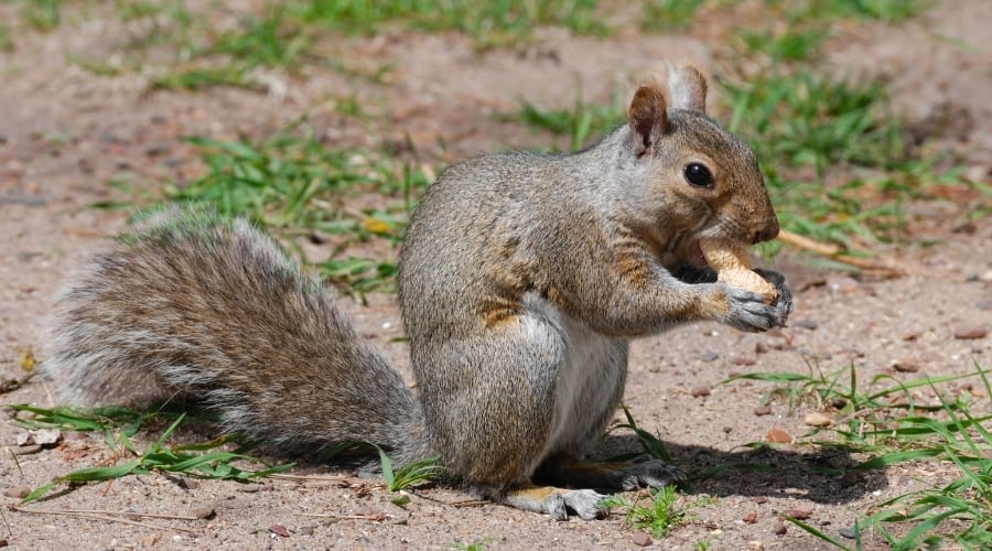 How Do Squirrels Eat