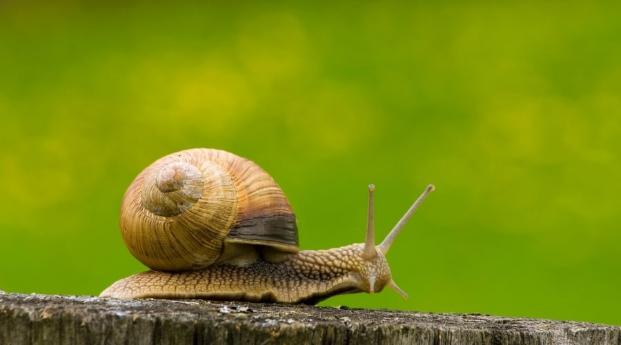 How Far Can a Snail Travel in a Day 