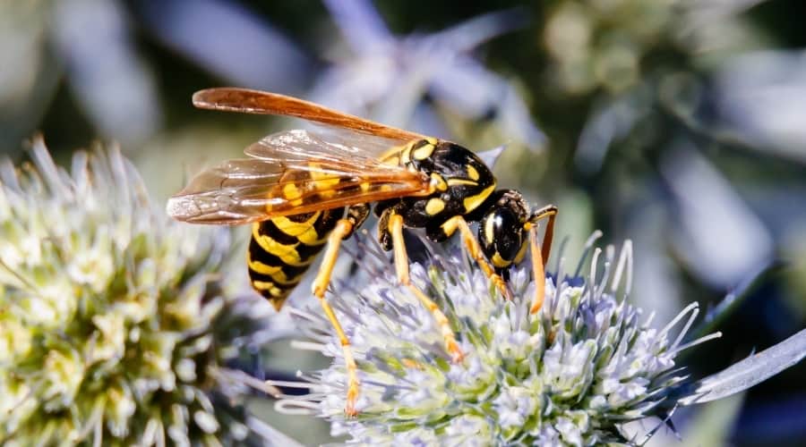 How Long Can Wasps Live Without Food