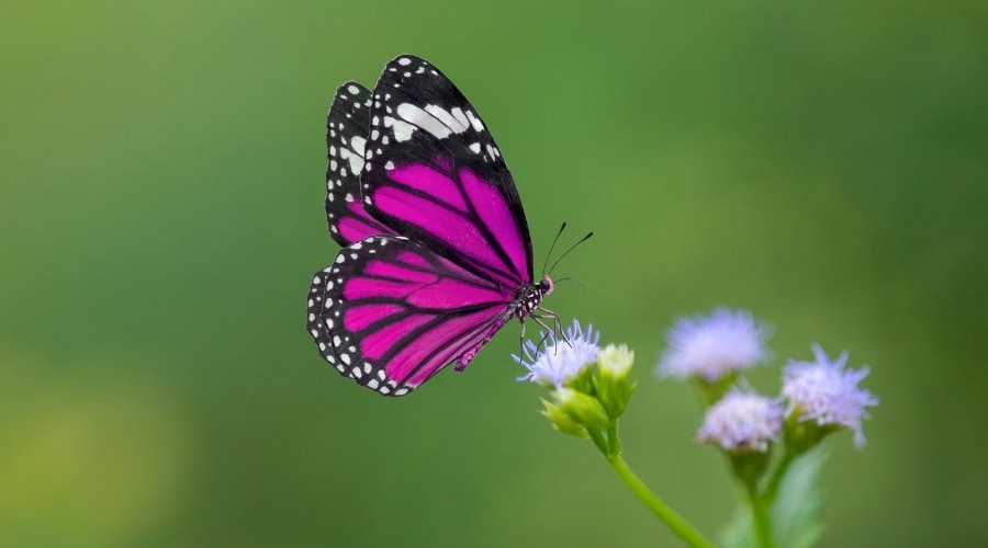 How Often Do Butterflies Eat – Fun In The Yard