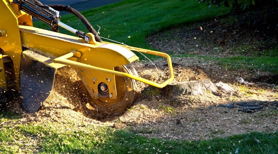 What Happens To Roots After Stump Grinding
