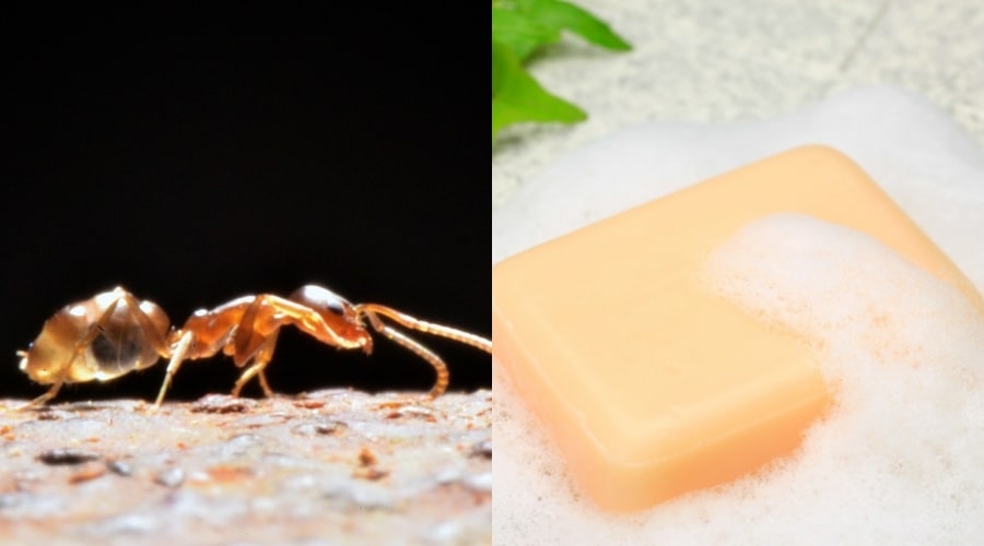 Why Do Ants Die In Soap