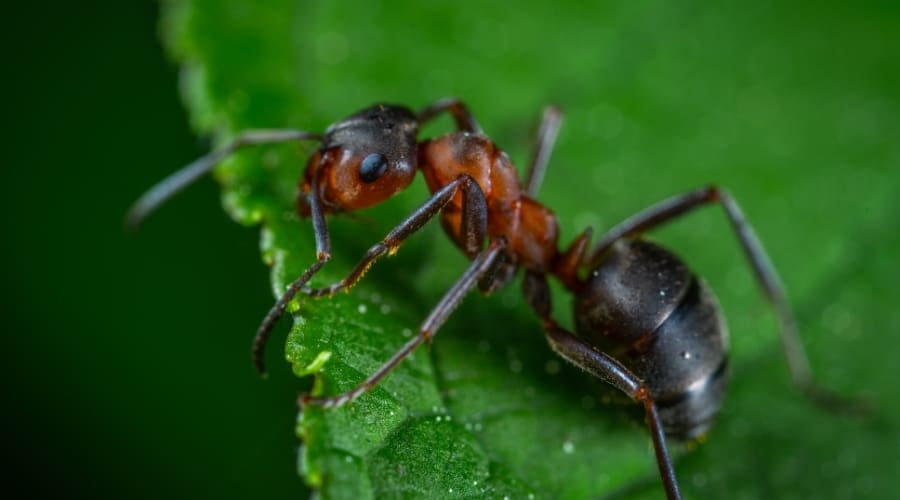 Why Do Ants Smell When You Kill Them